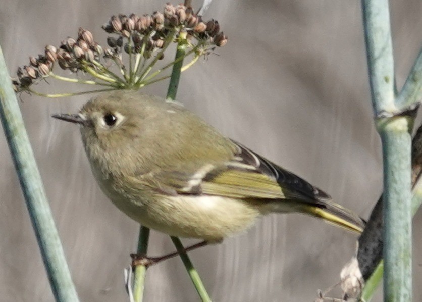 Ruby-crowned Kinglet - ML646424595