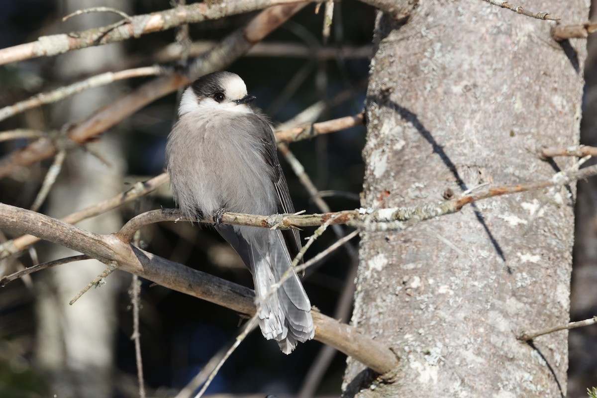 Canada Jay - ML646424597