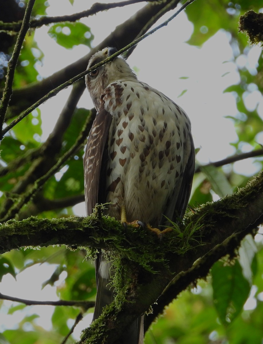 Broad-winged Hawk - ML646424598
