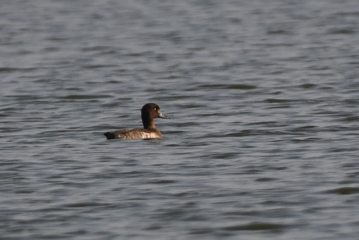 Tufted Duck - ML646424599