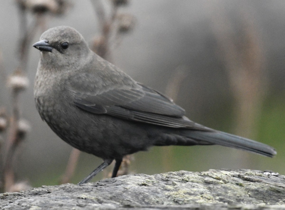 Brewer's Blackbird - ML646424600