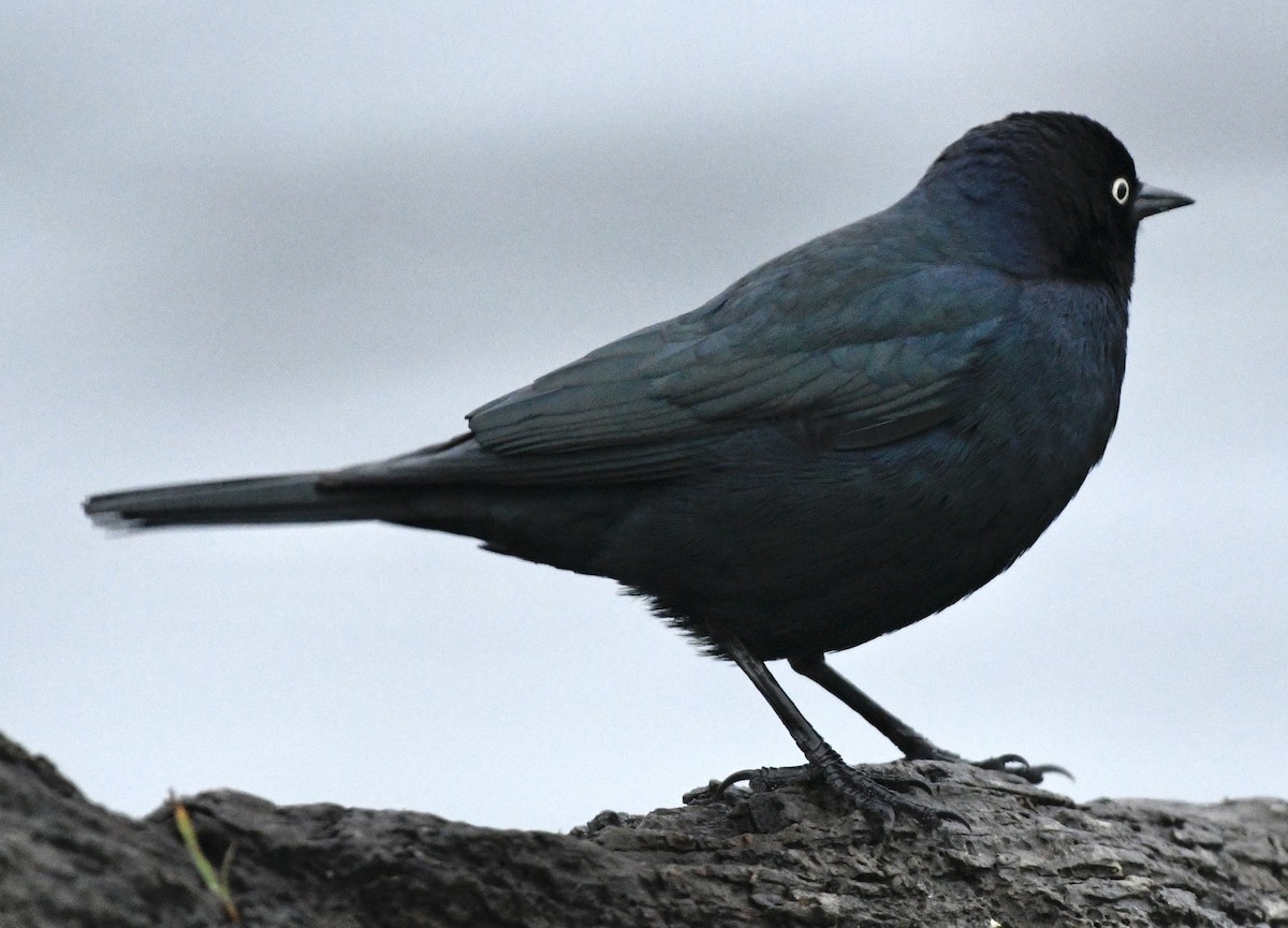 Brewer's Blackbird - ML646424601