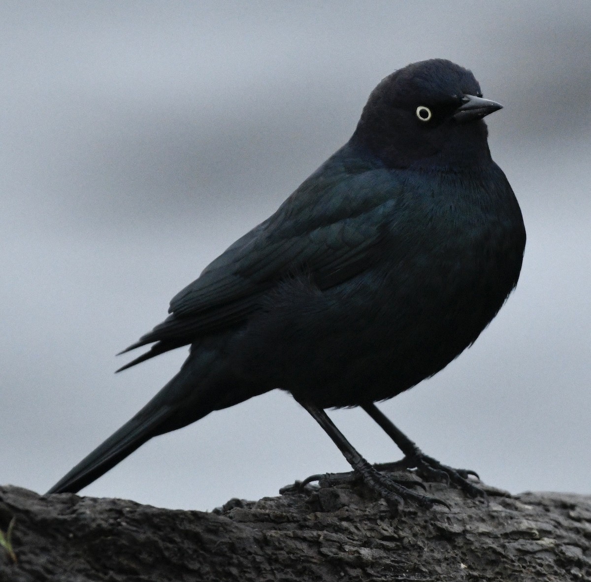 Brewer's Blackbird - ML646424602