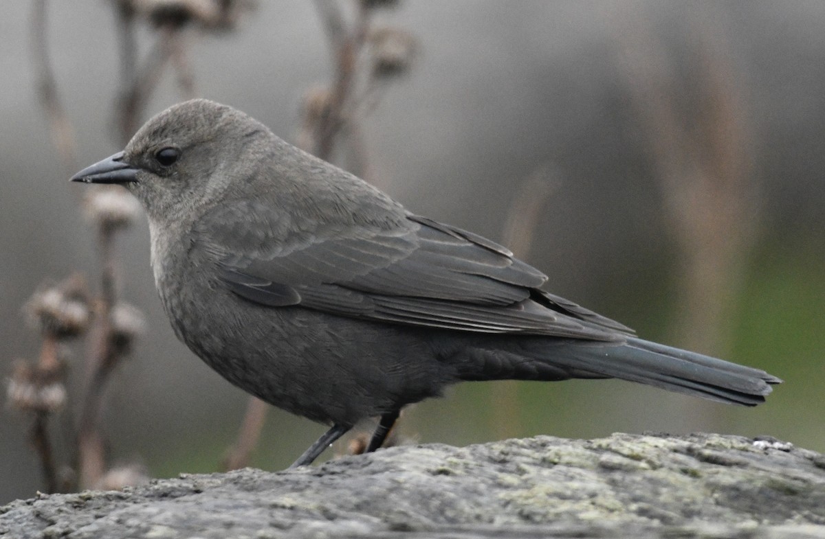 Brewer's Blackbird - ML646424603