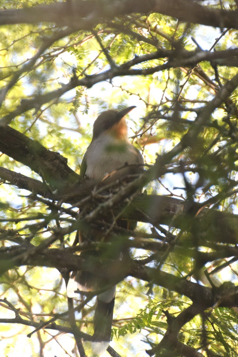 Hispaniolan Lizard-Cuckoo - ML646424604