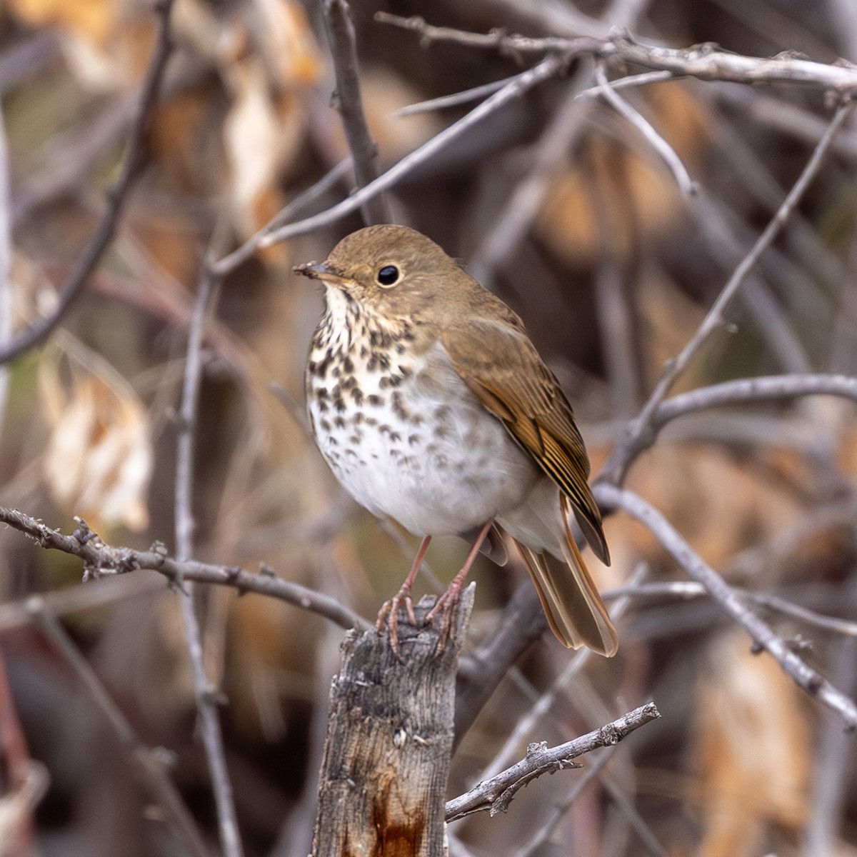 Hermit Thrush - ML646424605