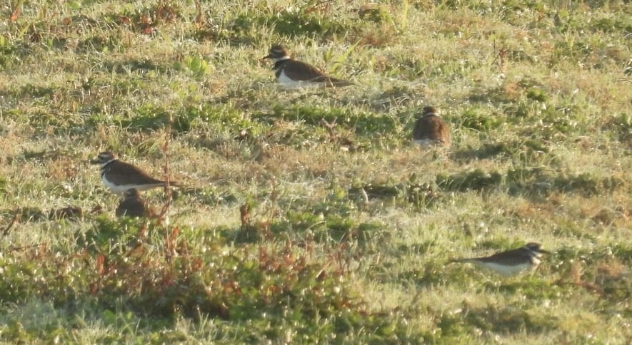 Killdeer - ML646424606