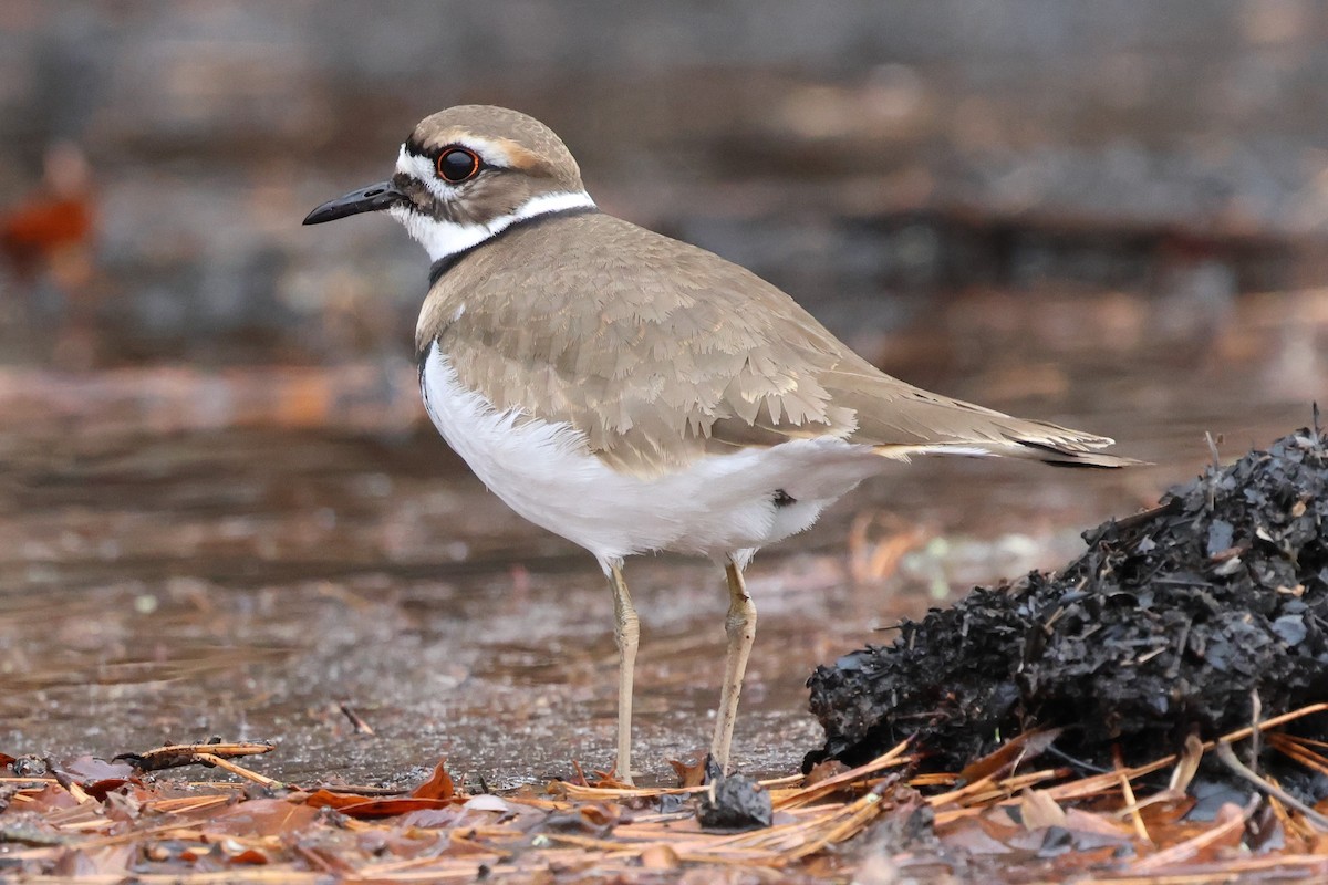 Killdeer - ML646424607