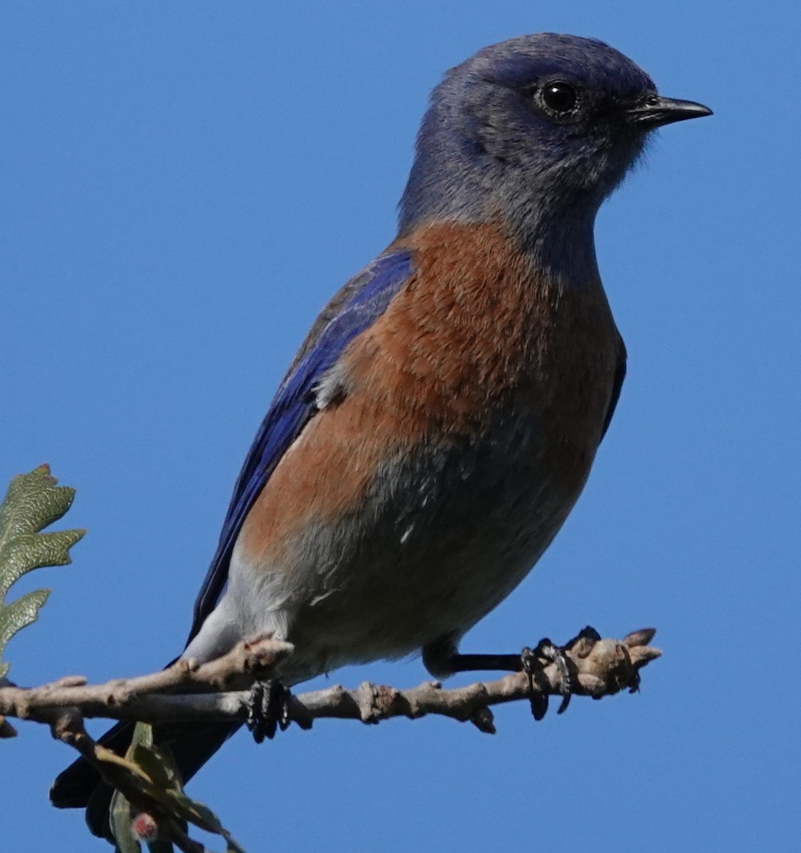 Western Bluebird - ML646424608