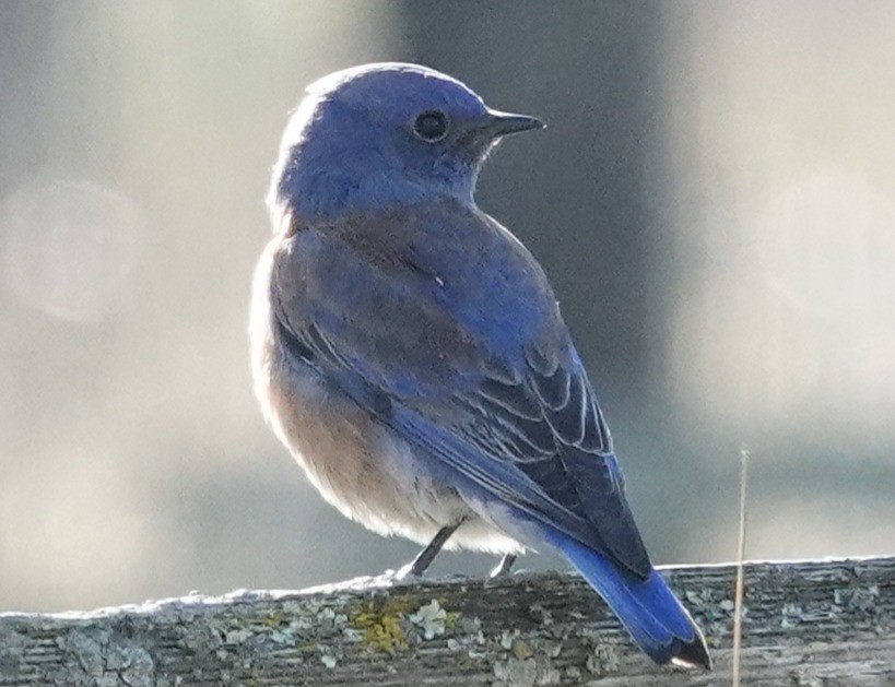 Western Bluebird - ML646424609