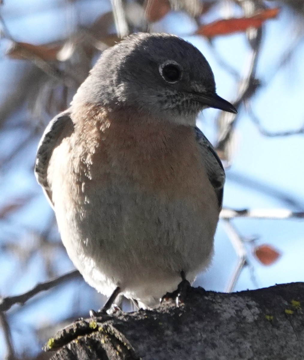 Western Bluebird - ML646424610