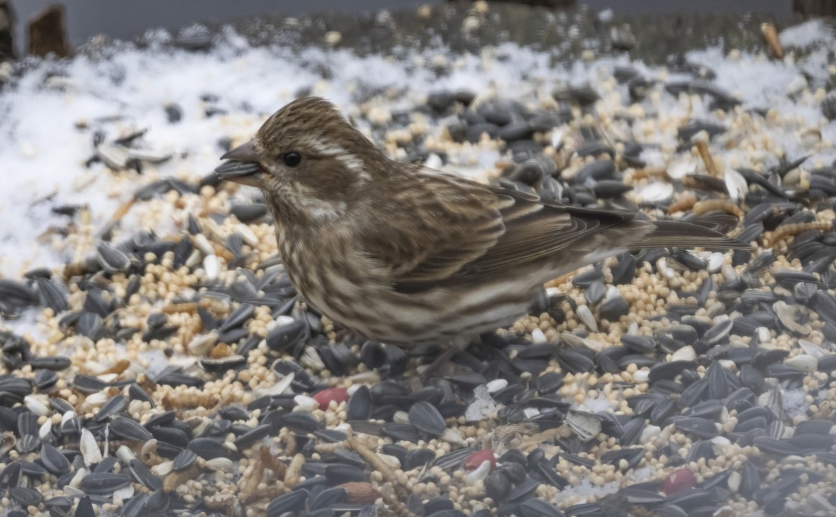 Purple Finch - ML646424611
