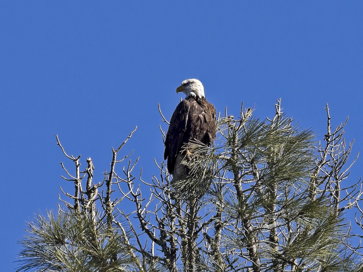 Bald Eagle - ML646424613