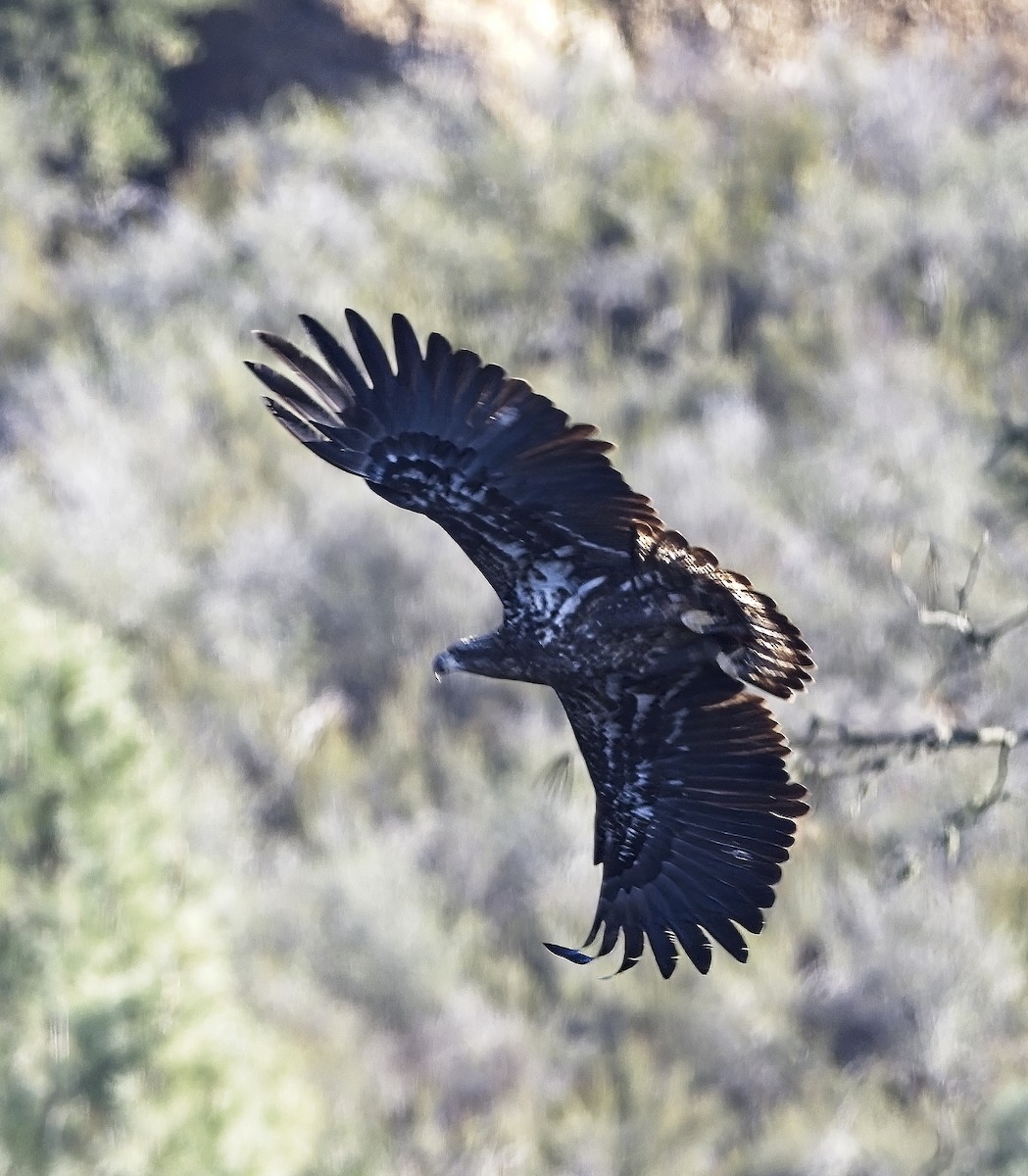 Bald Eagle - ML646424614