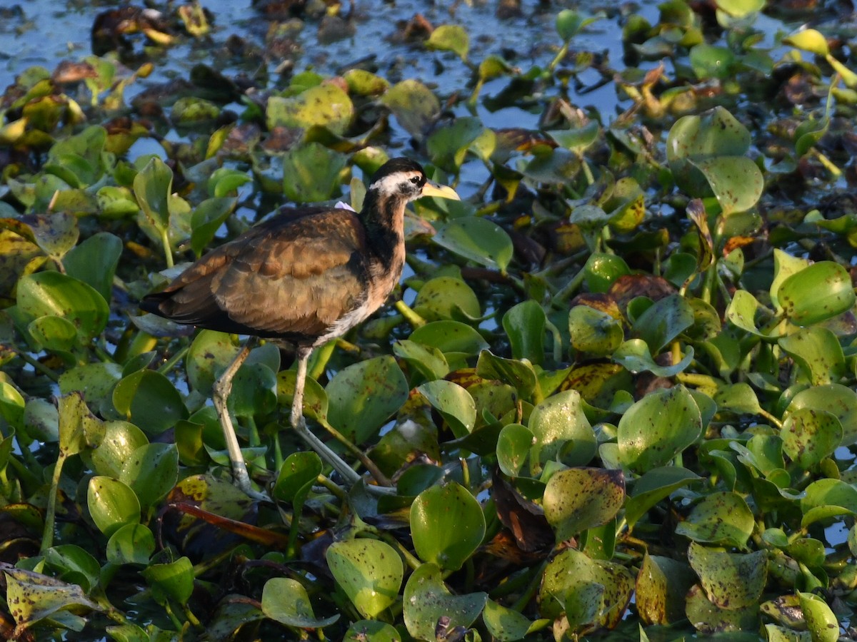Bronze-winged Jacana - ML646424615