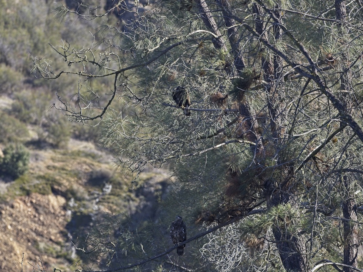 Bald Eagle - ML646424616