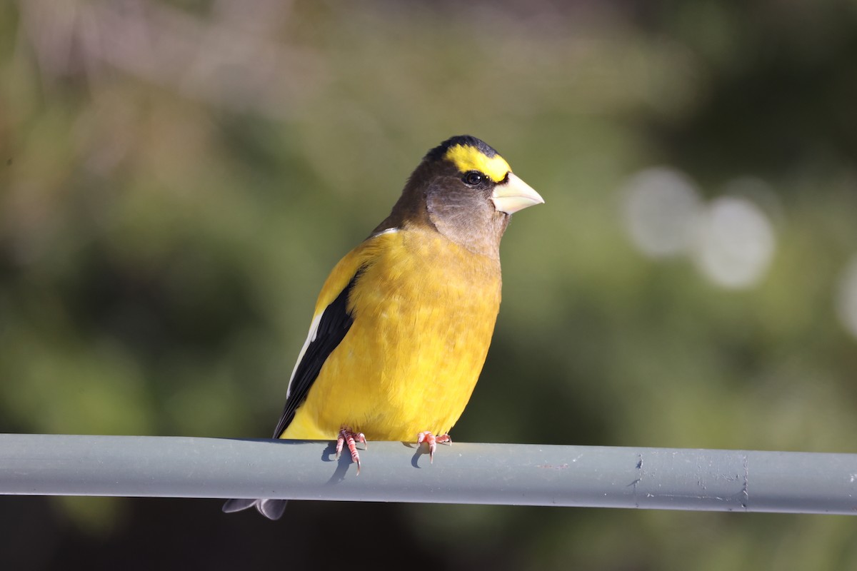 Evening Grosbeak - ML646424617