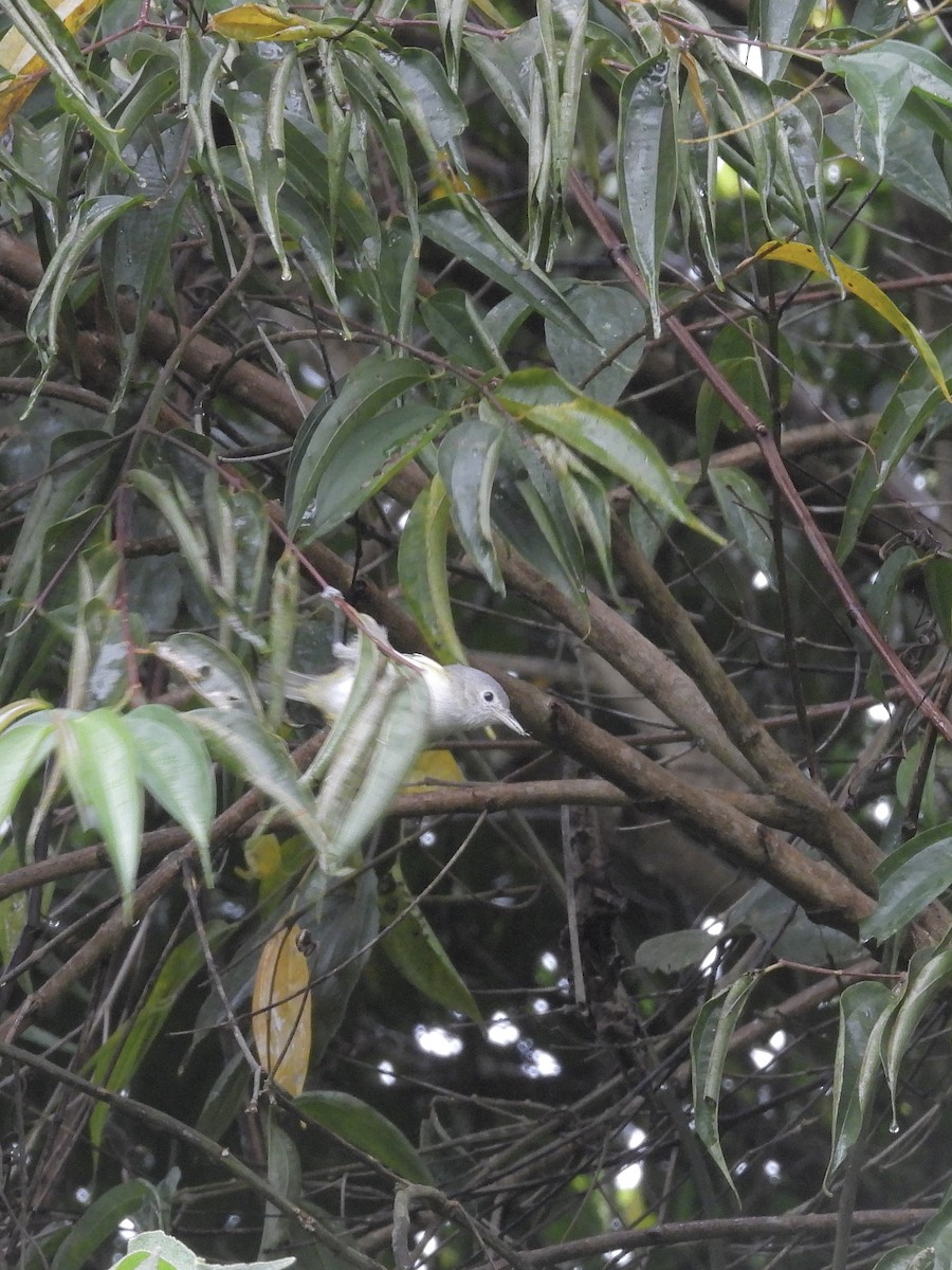 Lesser Greenlet - ML646424618