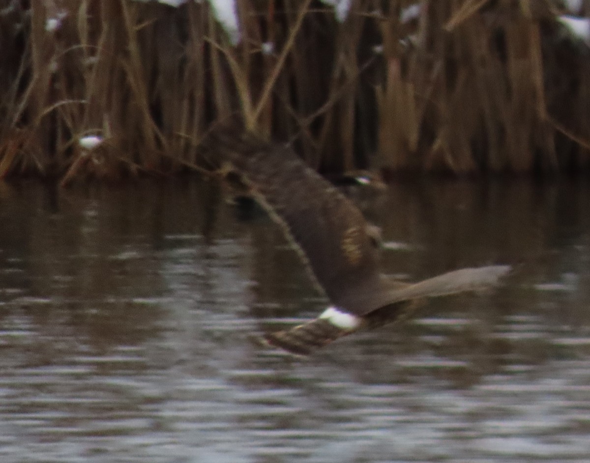 Northern Harrier - ML646424619