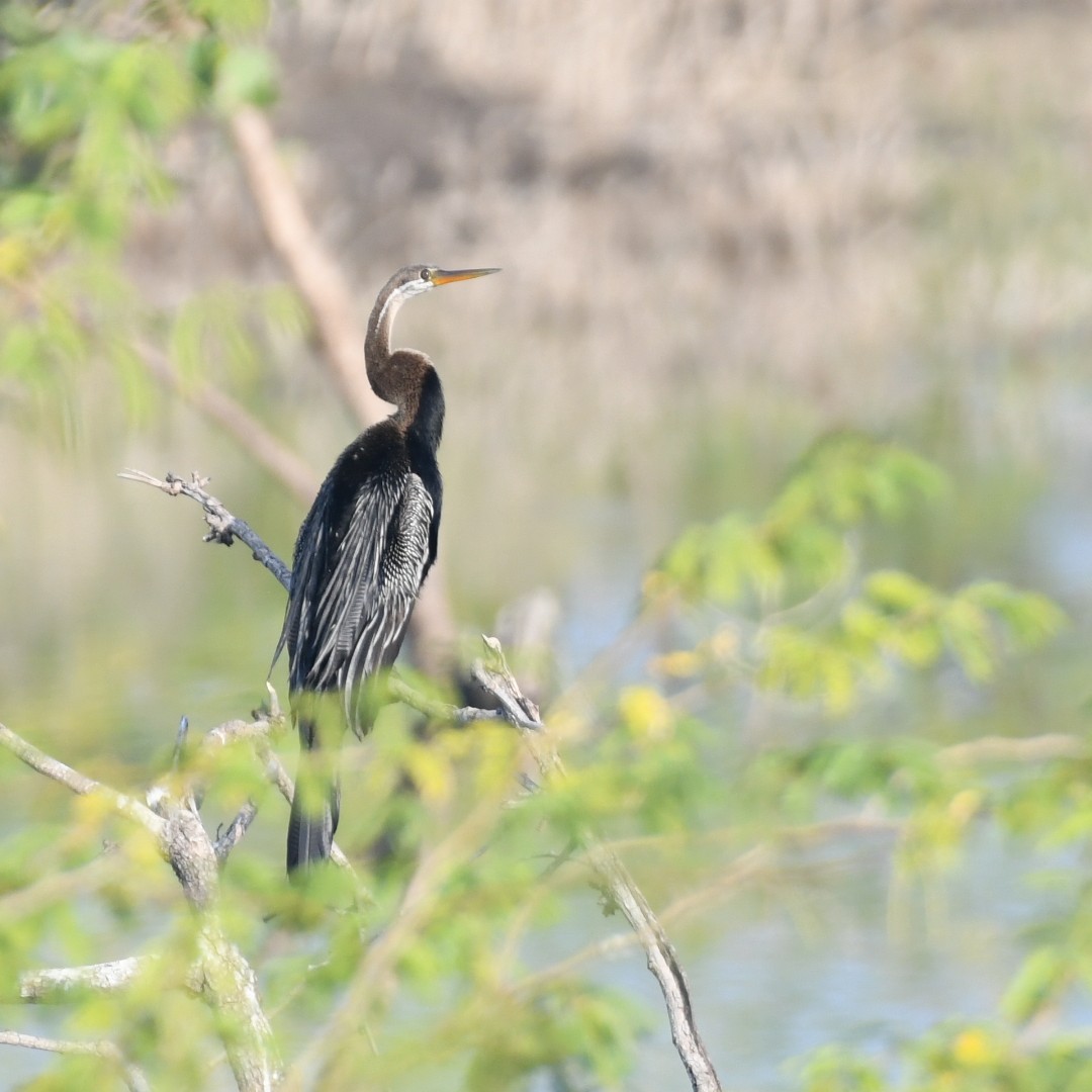 Oriental Darter - ML646424620