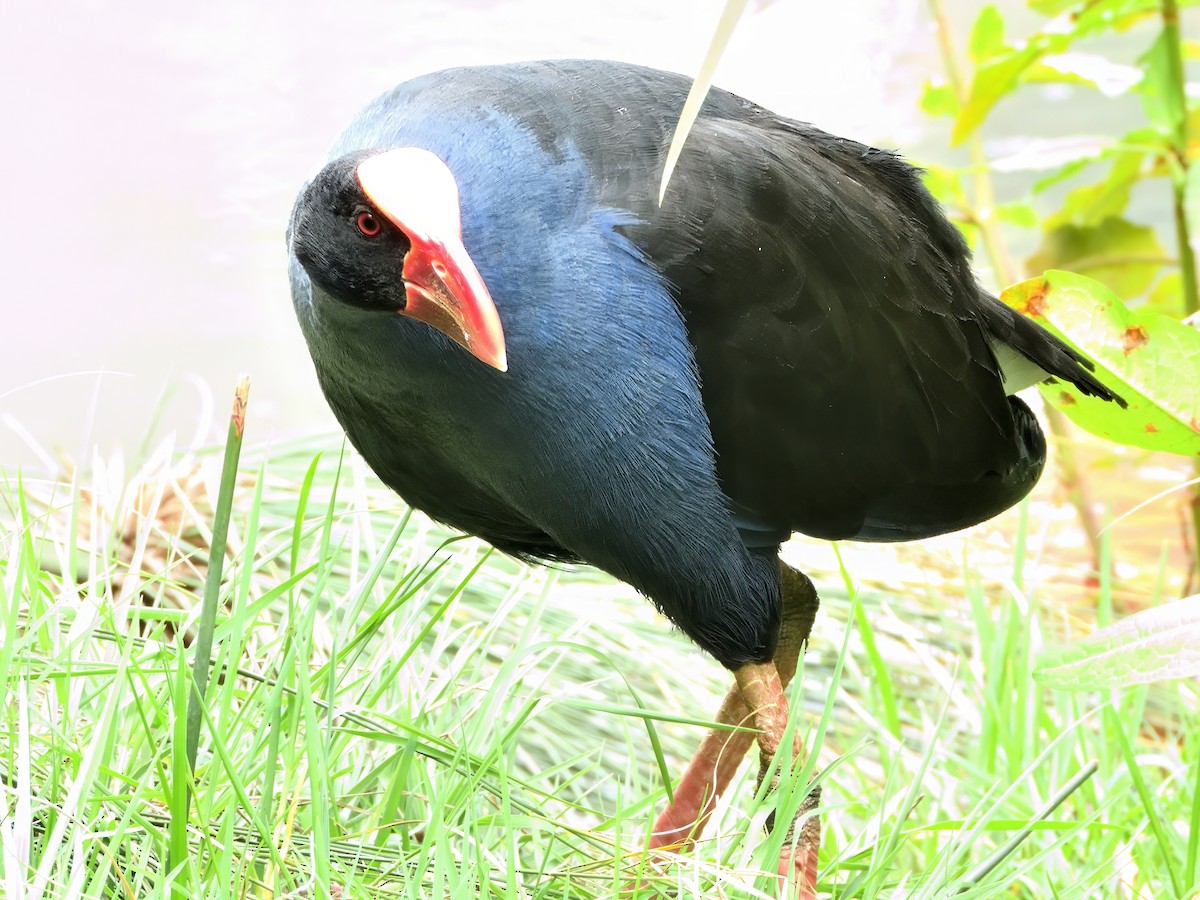 Australasian Swamphen - ML646424621