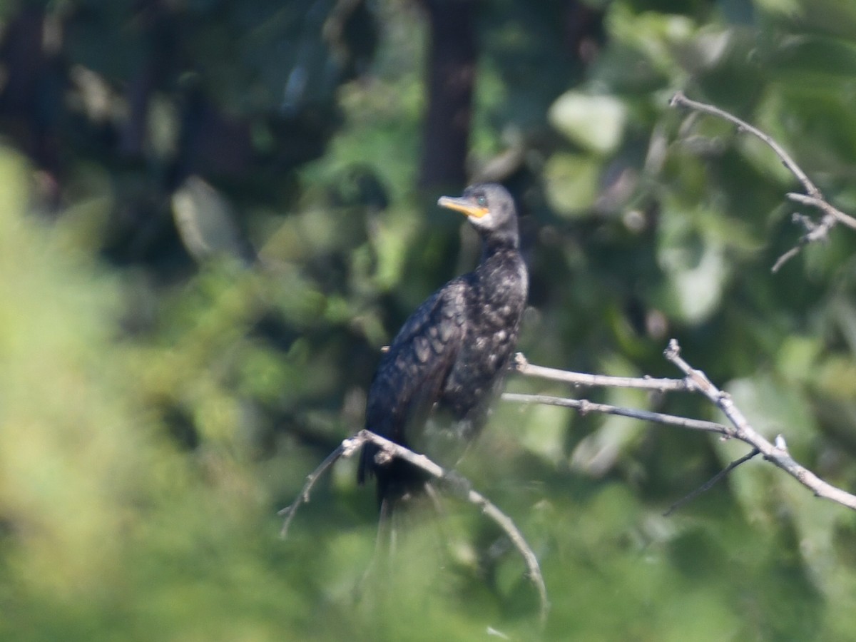 Indian Cormorant - ML646424623