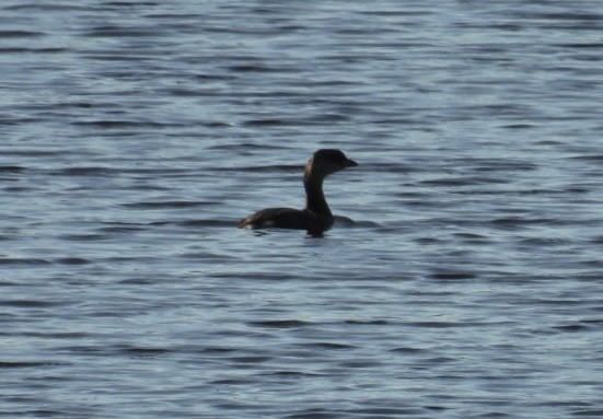 Pied-billed Grebe - ML646424624
