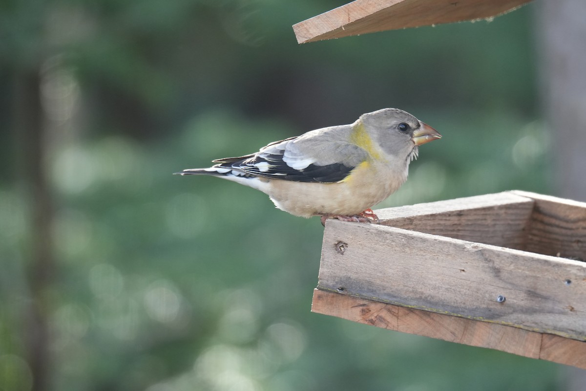 Evening Grosbeak - ML646424625