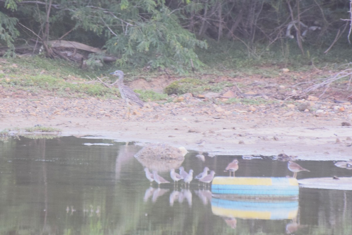 Yellow-crowned Night Heron - ML646424626