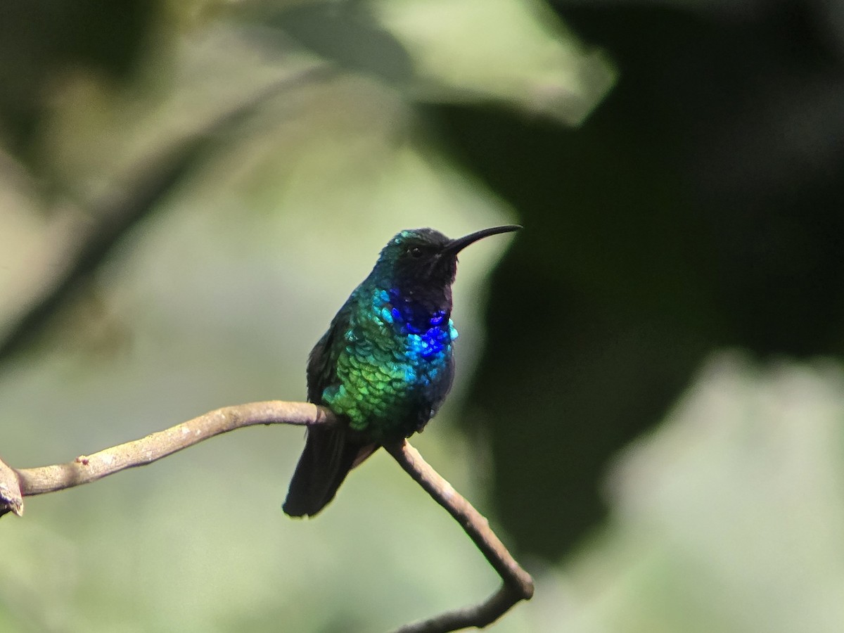 Santa Marta Sabrewing - ML646424627