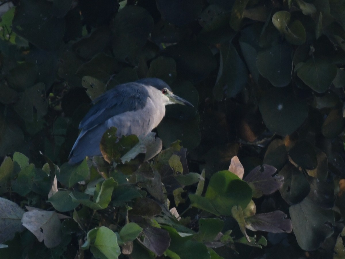 Black-crowned Night Heron - ML646424628
