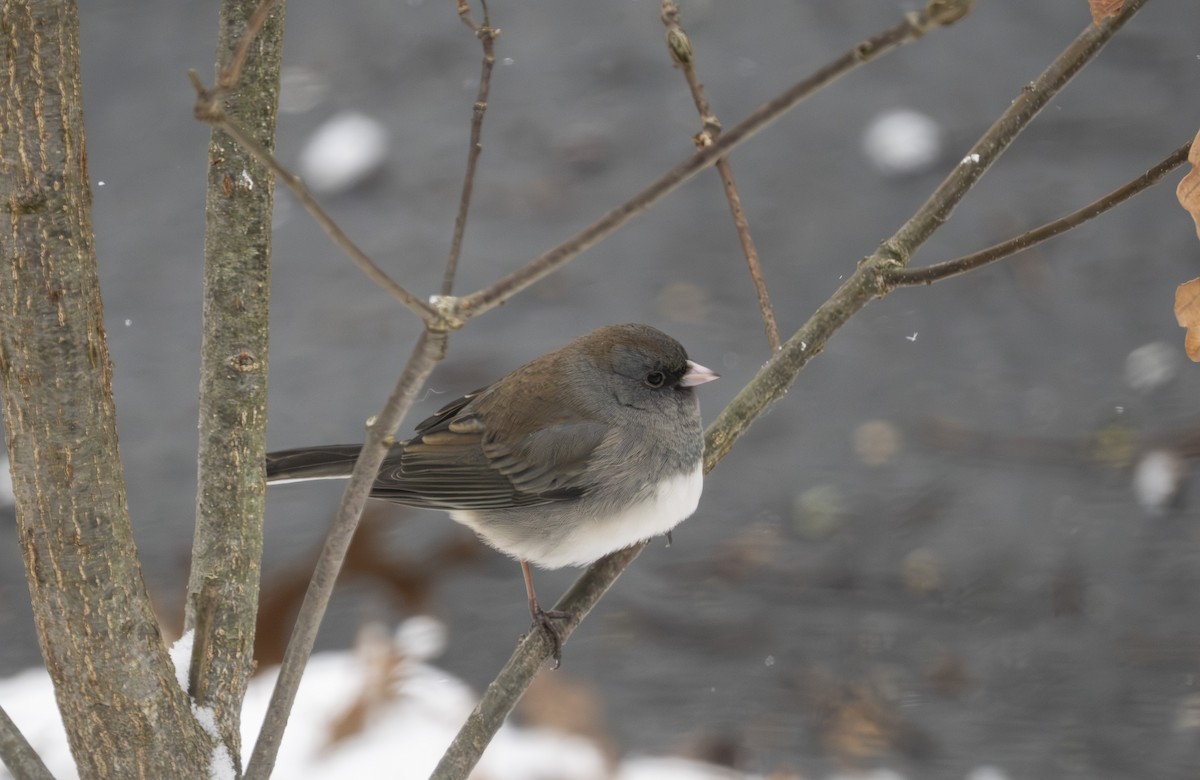 Dark-eyed Junco - ML646424629