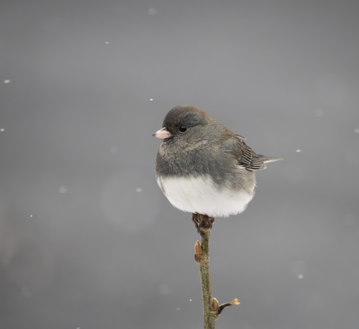 Dark-eyed Junco - ML646424630