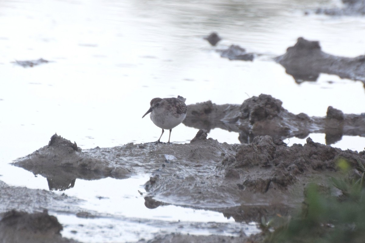 Least Sandpiper - ML646424631