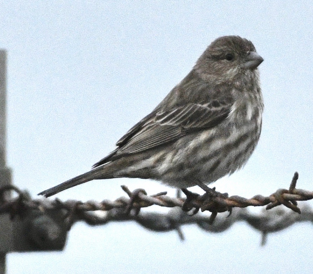 House Finch - ML646424632