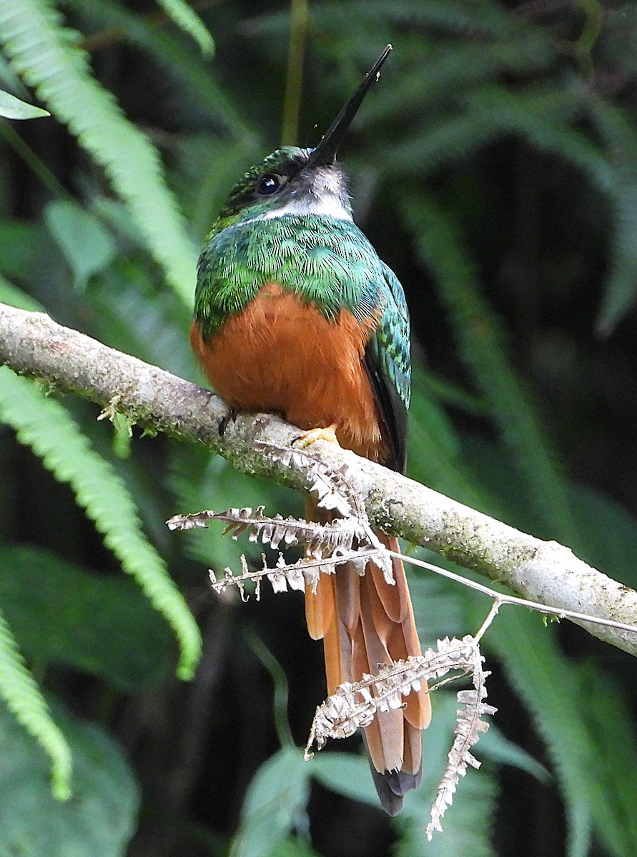 Rufous-tailed Jacamar - ML646424634