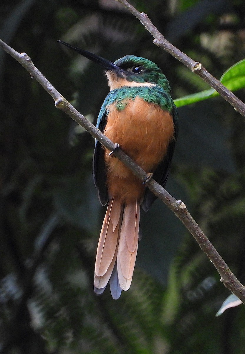 Rufous-tailed Jacamar - ML646424635