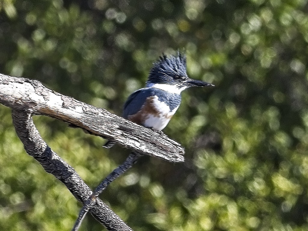 Belted Kingfisher - ML646424636