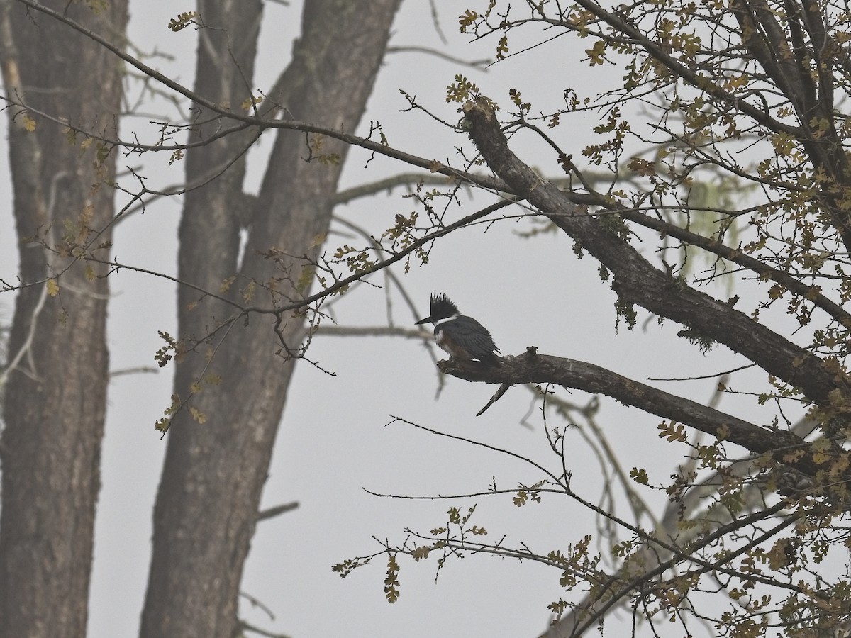 Belted Kingfisher - ML646424637