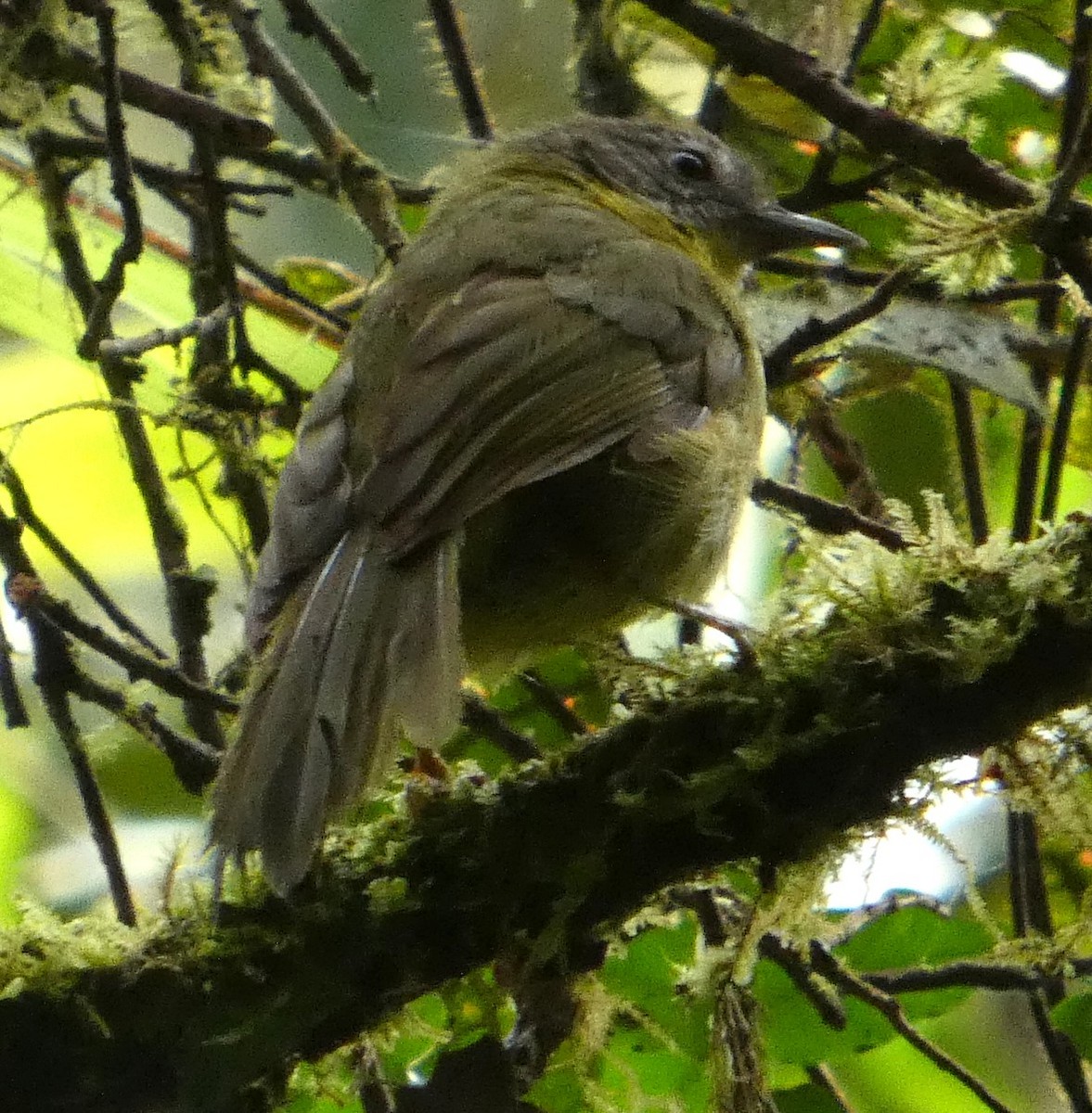 Тетрака сіроголова - ML646424638