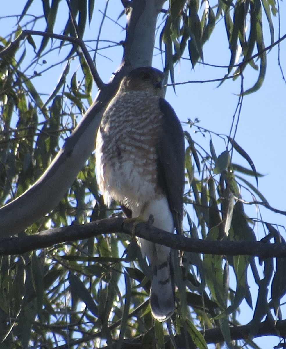 Cooper's Hawk - ML646424640