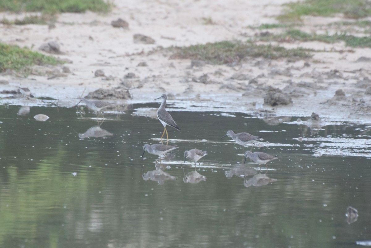 小黃腳鷸 - ML646424641