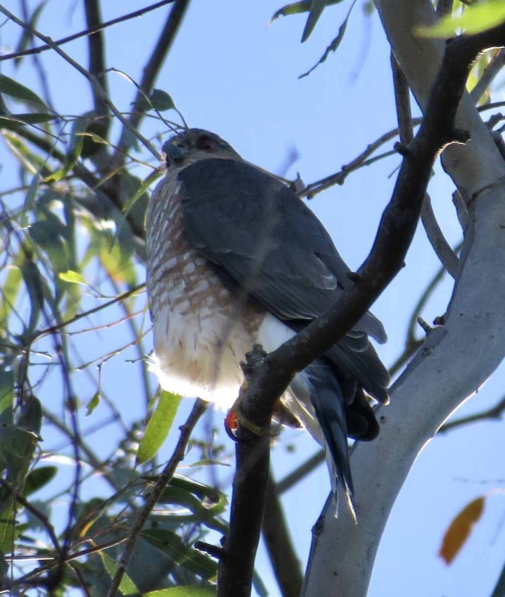 Cooper's Hawk - ML646424642
