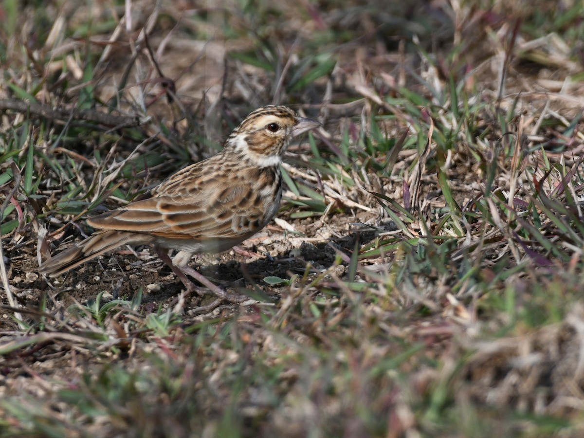 Indian Bushlark - ML646424643