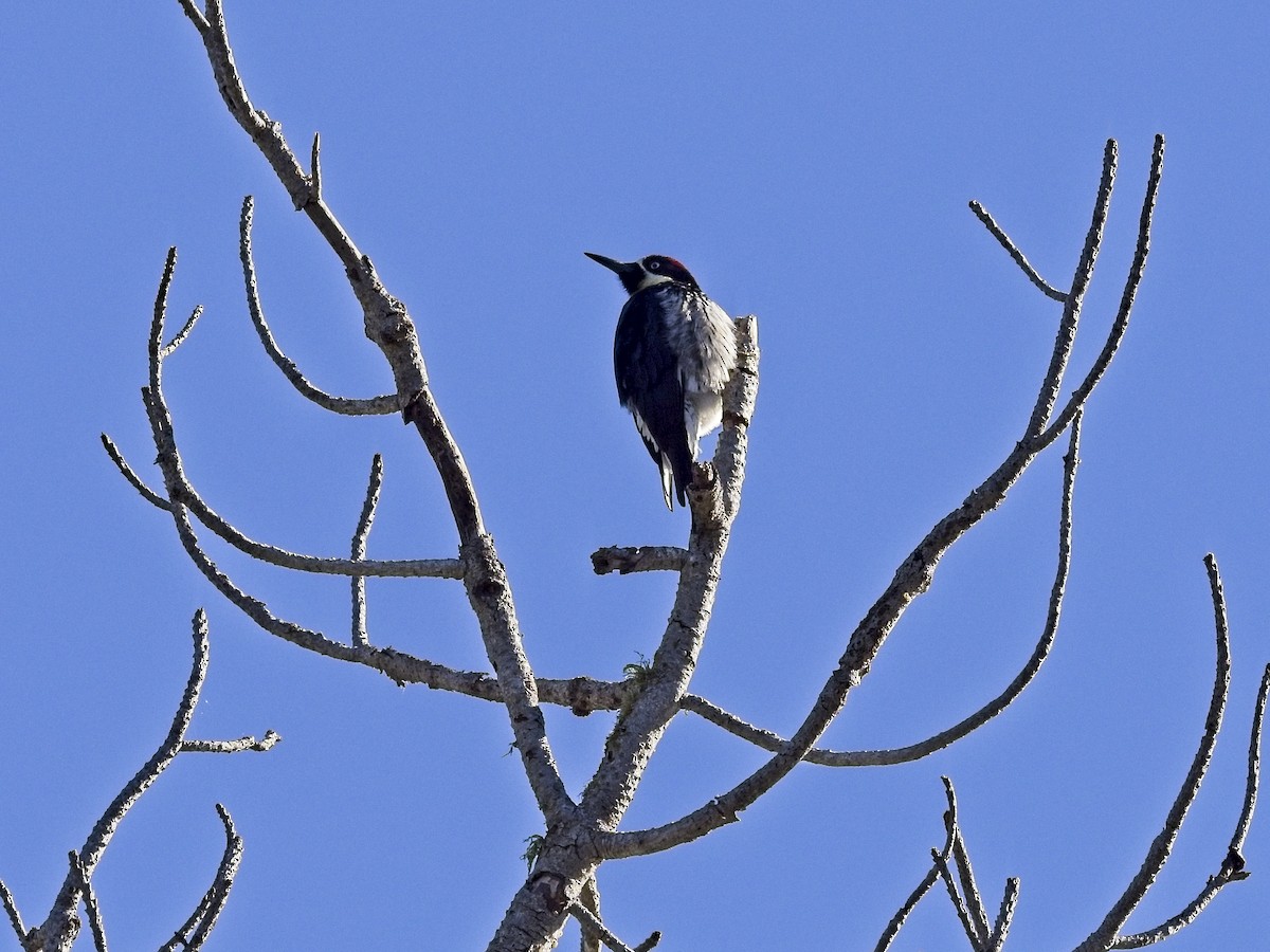 Acorn Woodpecker - ML646424645