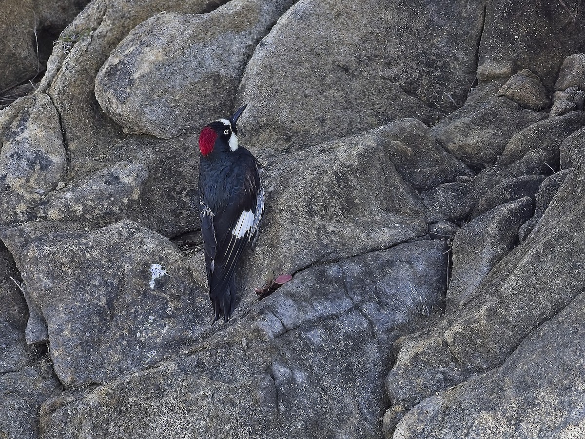 Acorn Woodpecker - ML646424646