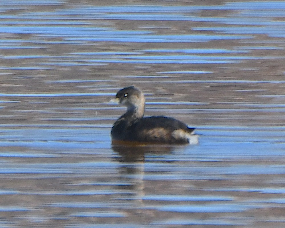 Pied-billed Grebe - ML646424647