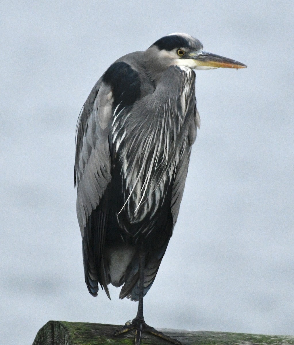 Great Blue Heron - ML646424648
