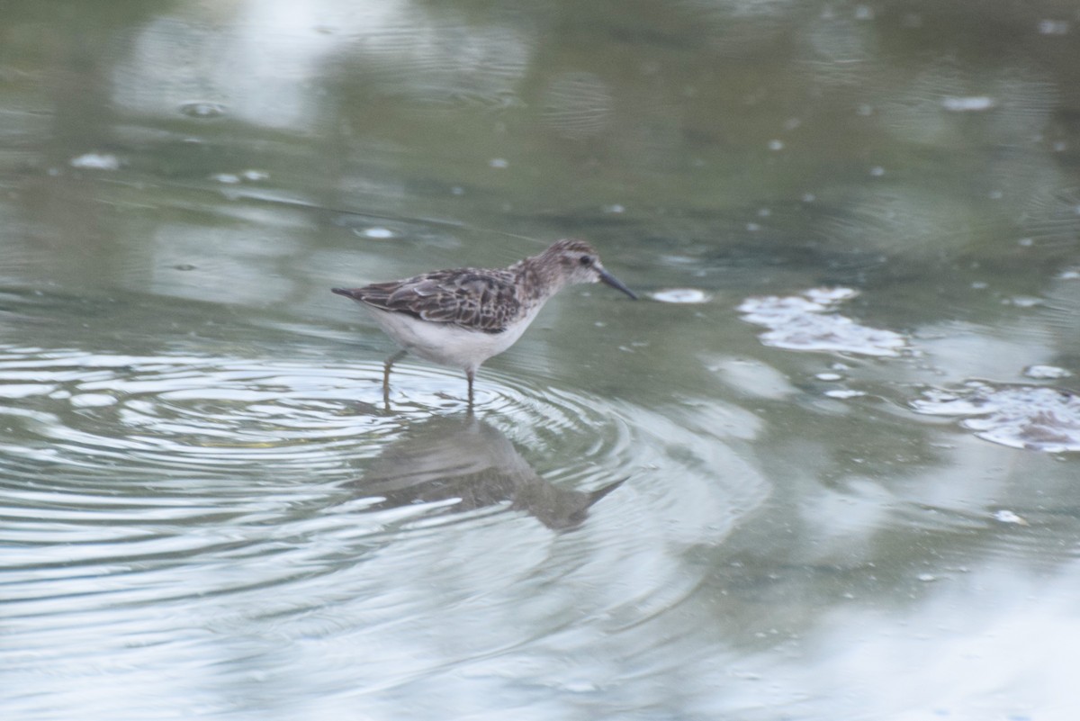 Least Sandpiper - ML646424649