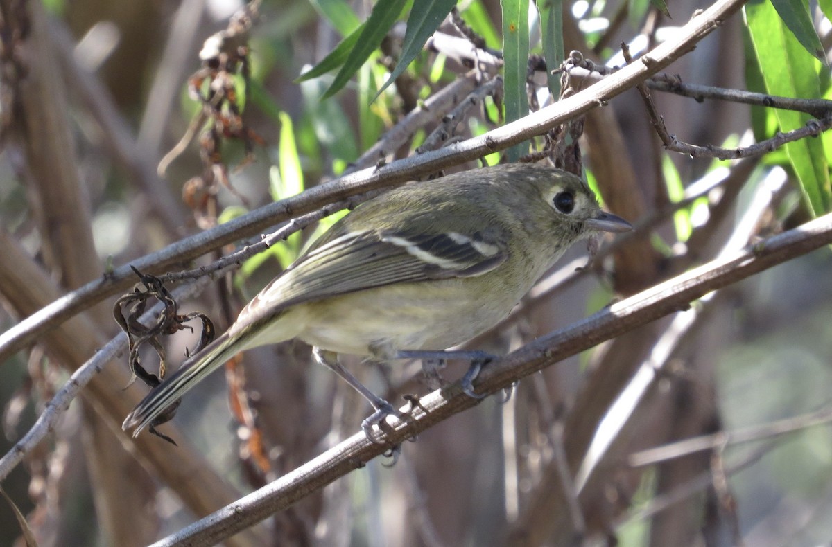 Hutton's Vireo - ML646424650